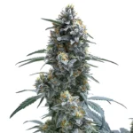 Trainwreck Auto cannabis strain showing tall, frosty buds with dense trichomes and orange pistils, surrounded by green leaves.