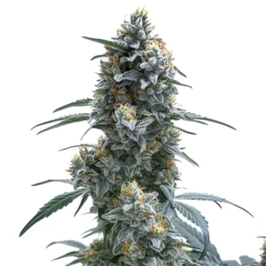 Trainwreck Auto cannabis strain showing tall, frosty buds with dense trichomes and orange pistils, surrounded by green leaves.