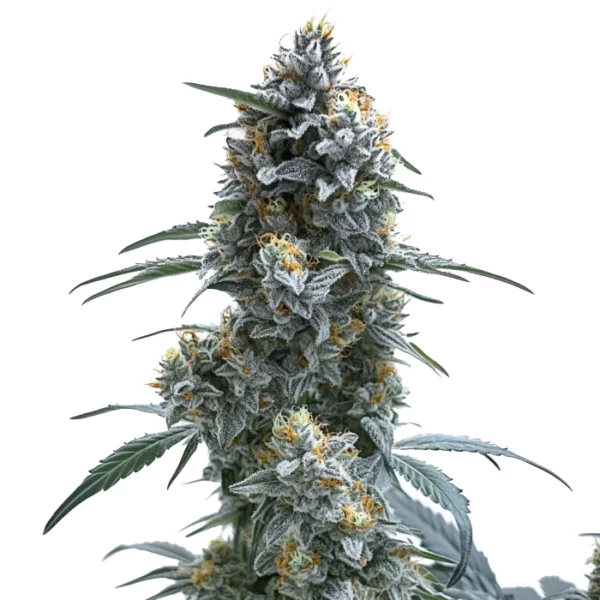 Trainwreck Auto cannabis strain showing tall, frosty buds with dense trichomes and orange pistils, surrounded by green leaves.