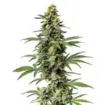 Dense, resinous 60 Day Wonder cannabis bud with compact structure and vibrant green hues.