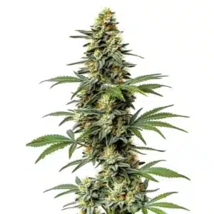 Dense, resinous 60 Day Wonder cannabis bud with compact structure and vibrant green hues.