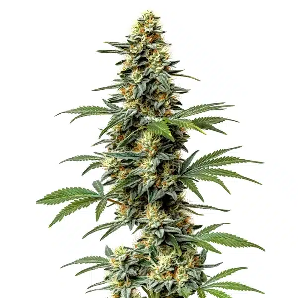 Dense, resinous 60 Day Wonder cannabis bud with compact structure and vibrant green hues.