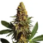 AK x Somango Auto plant with orange pistils, dark green leaves, and dense flowering structure.