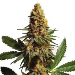 AK x Somango Auto plant with orange pistils, dark green leaves, and dense flowering structure.