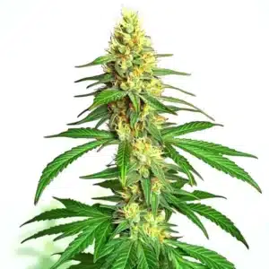 Ak59 Auto cannabis plant with elongated frosty colas and bright orange pistils.