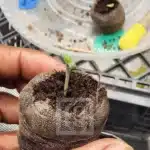 Premium pack of Animal Mints seeds