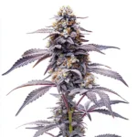 Animal Mints cannabis plant displaying frosty buds with purple hues and green leaves.