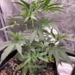 Close-up of high-quality Animal Mints seeds