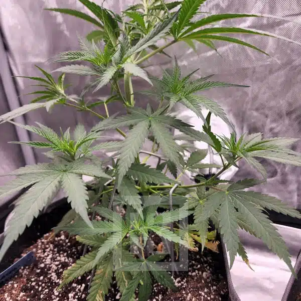 Close-up of high-quality Animal Mints seeds