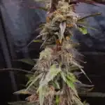 Elegant presentation of Animal Mints cannabis seeds