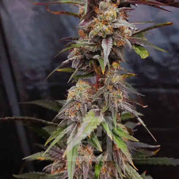 Elegant presentation of Animal Mints cannabis seeds