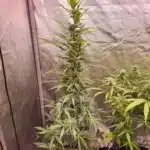 Animal Mints seeds showcasing quality and purity