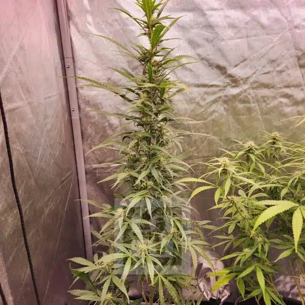 Animal Mints seeds showcasing quality and purity