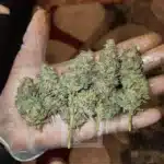 Animal Mints seeds, a symbol of luxury and refinement