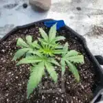 Animal Mints seeds, a choice for the true connoisseur