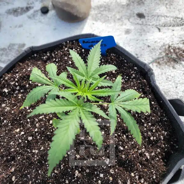 Animal Mints seeds, a choice for the true connoisseur