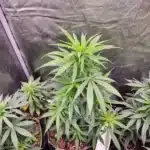 Animal Mints, the epitome of cannabis seed excellence