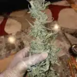 Premium pack of Animal Mints seeds