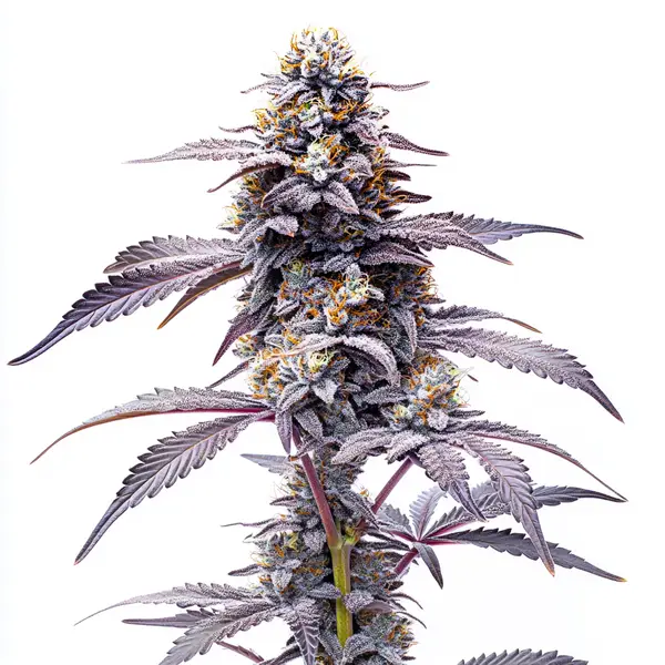 Animal Mints cannabis plant displaying frosty buds with purple hues and green leaves.