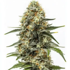 Big Bud Auto cannabis plant with large, resin-coated buds and orange pistils.