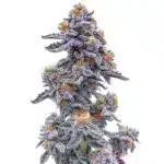 Black and White Cookie Strain plant with dense, resin-covered buds.