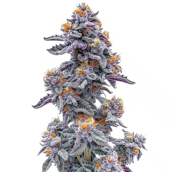 Black and White Cookie Strain plant with dense, resin-covered buds.