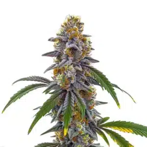 Candyland plant with purple highlights and resin-coated buds.