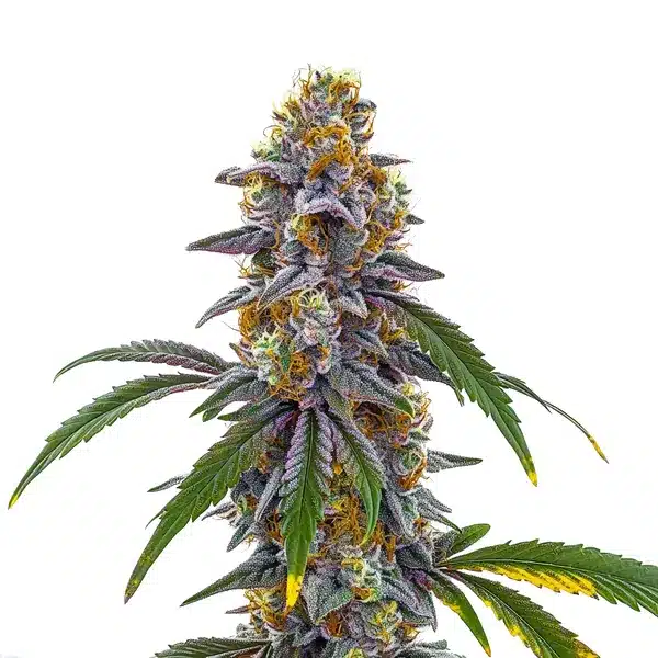 Candyland plant with purple highlights and resin-coated buds.