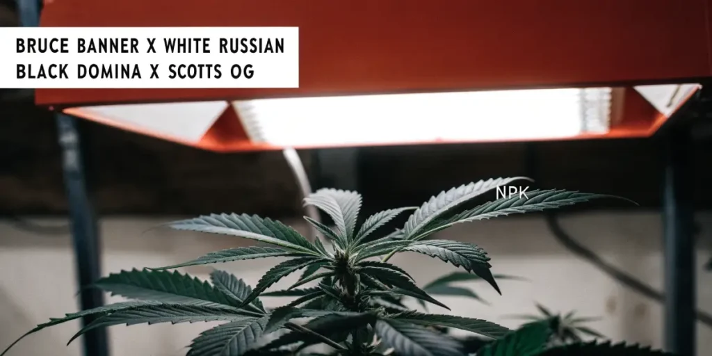 Hyper-realistic close-up of a dark cannabis plant with an NPK label under a warm red grow light, with a sign listing "BRUCE BANNER X WHITE RUSSIAN" and "BLACK DOMINA X SCOTTS OG" cannabis strains.