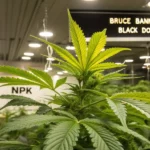 Hyper-realistic close-up of a vibrant cannabis plant with an NPK label, under bright grow lights, with a sign listing "BRUCE BANNER X WHITE RUSSIAN" and "BLACK DOMINAS SCOT S OG" cannabis strains.