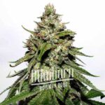 Chemdog Diesel Auto