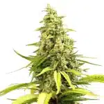 Critical Cream Caramel Auto buds with creamy orange pistils and sweet-smelling resin.