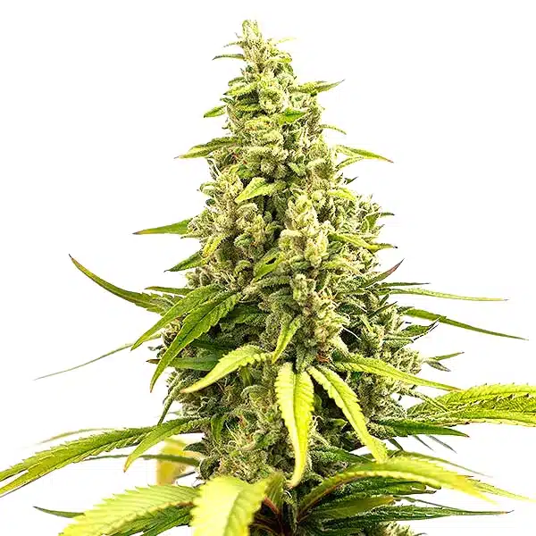 Critical Cream Caramel Auto buds with creamy orange pistils and sweet-smelling resin.