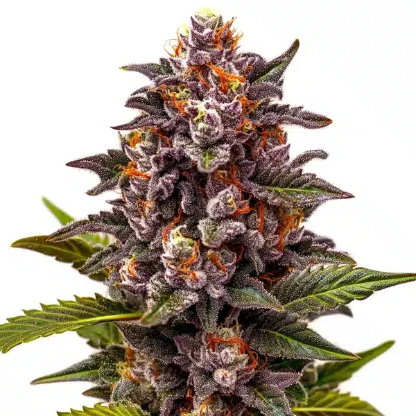 Forbidden Zkittlez cannabis plant with colorful buds and fruity scent.