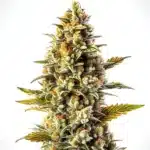 Gorilla Blue Auto cannabis plant with resinous dense buds.