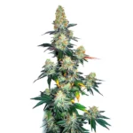 Frosty buds of Jack Herer x Gorilla Glue Auto hybrid with green foliage