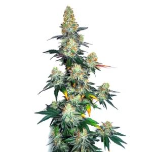 Frosty buds of Jack Herer x Gorilla Glue Auto hybrid with green foliage