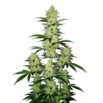 Compact resinous buds of LA Confidential Auto strain with green leaves