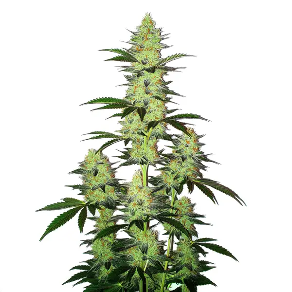 Compact resinous buds of LA Confidential Auto strain with green leaves