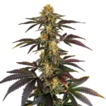 Vibrant purple Lava Cake strain with sweet dessert-like aroma.