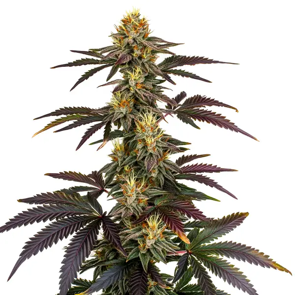 Vibrant purple Lava Cake strain with sweet dessert-like aroma.