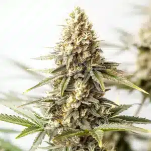 Maracuya Auto cannabis plant with frosty trichomes and orange pistils