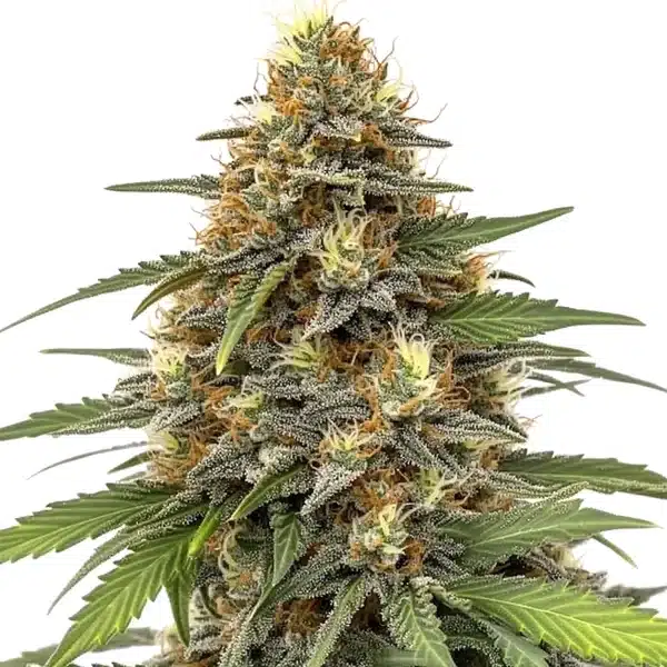 Orange Sherbet cannabis with frosty trichomes, vivid orange hairs, and dense green buds