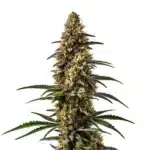 Papaya cannabis plant with thick fruity buds and bright orange pistils