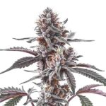 Plushberry Auto cannabis plant with hybrid genetics and sweet berry aroma by Blimburn Seeds