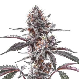 Plushberry Auto cannabis plant with hybrid genetics and sweet berry aroma by Blimburn Seeds