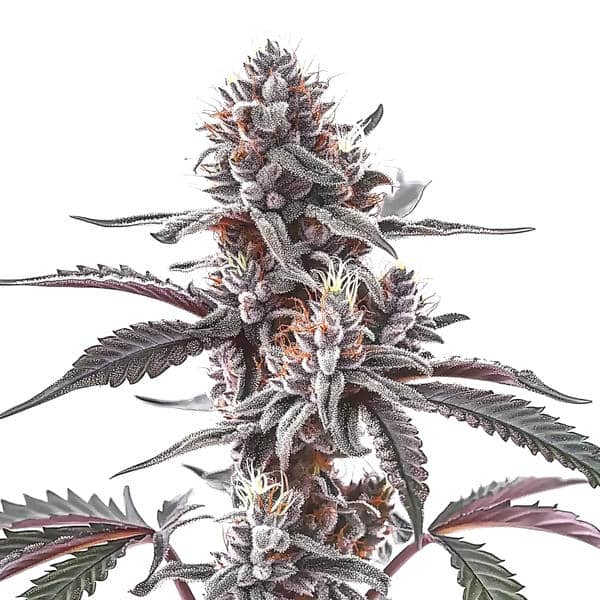Plushberry Auto cannabis plant with hybrid genetics and sweet berry aroma by Blimburn Seeds
