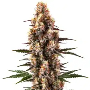 Rainbow Kush Auto cannabis plant with multicolored buds and deep green leaves.