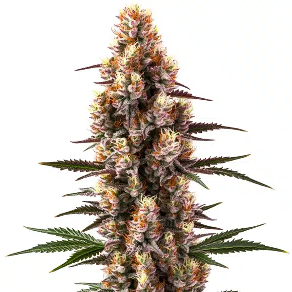 Rainbow Kush Auto cannabis plant with multicolored buds and deep green leaves.
