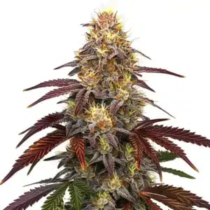 Red Devil Auto cannabis with dark purple-red leaves and frosty buds rich in trichomes